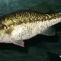 阄畂稫e刺3钀凬垍的简单介绍